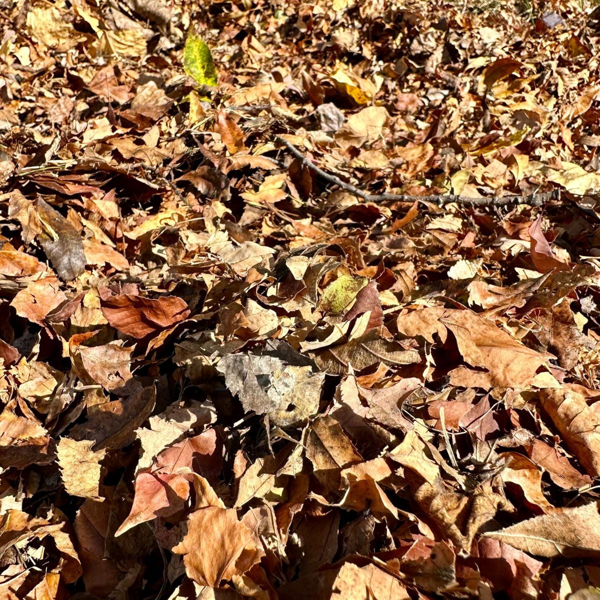 Leaves in the garden