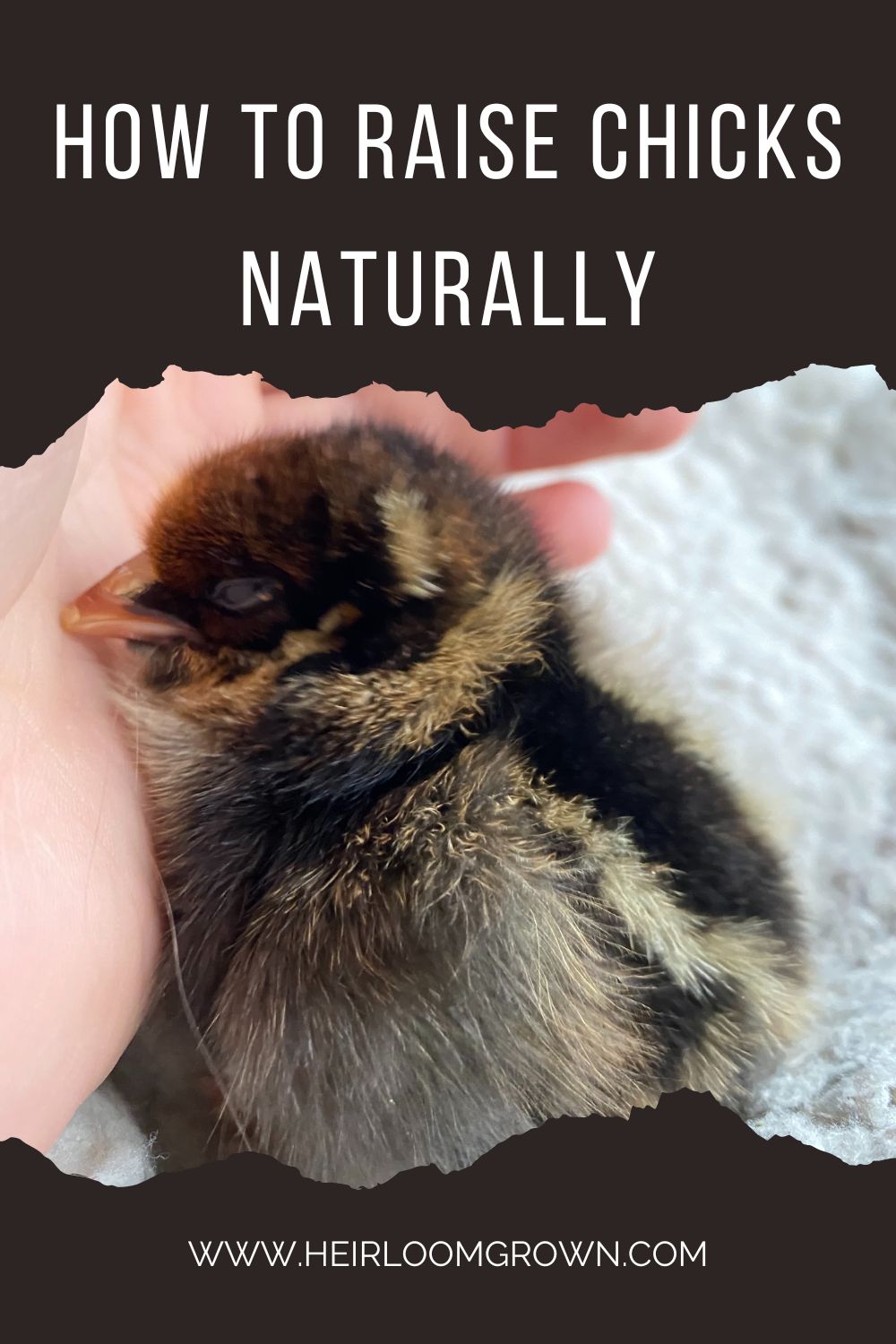 How to Raise Chicks Naturally for the First Week - Heirloom Grown