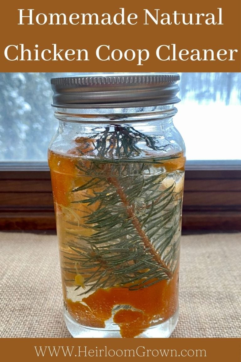 Easy homemade and natural chicken coop cleaner Heirloom Grown