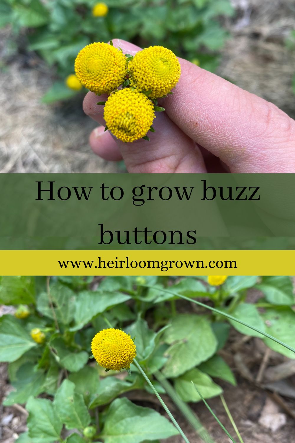 How to grow buzz buttons Heirloom Grown