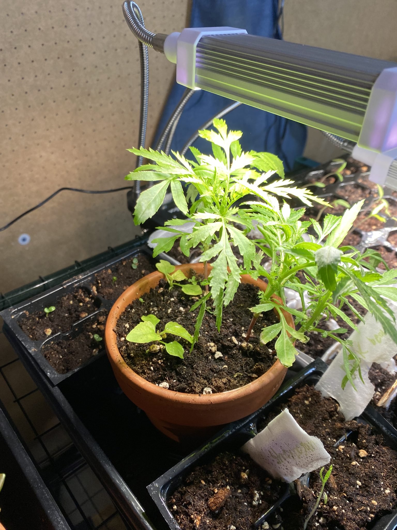 How to grow buzz buttons Heirloom Grown