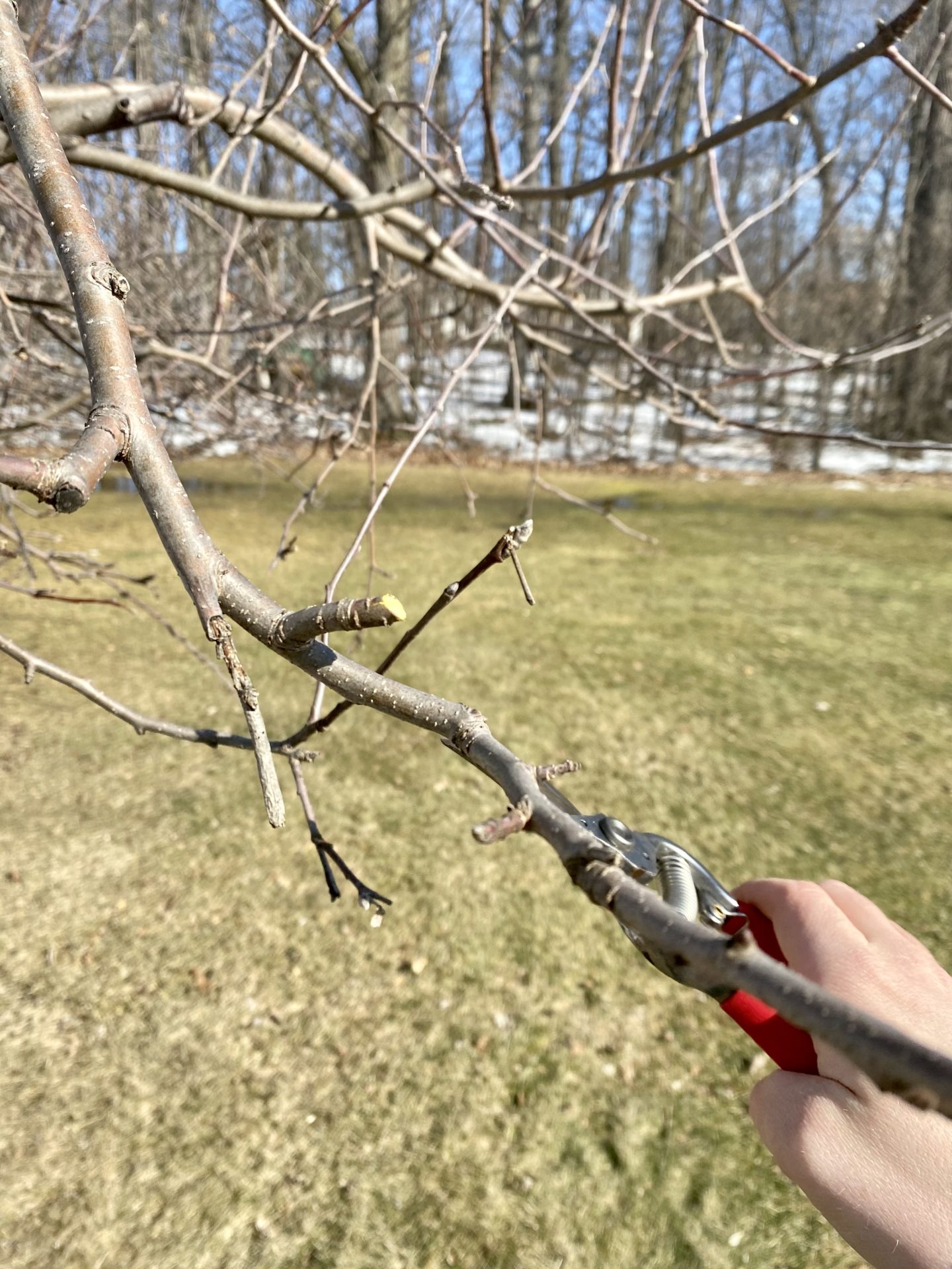 How to prune old apple trees Heirloom Grown