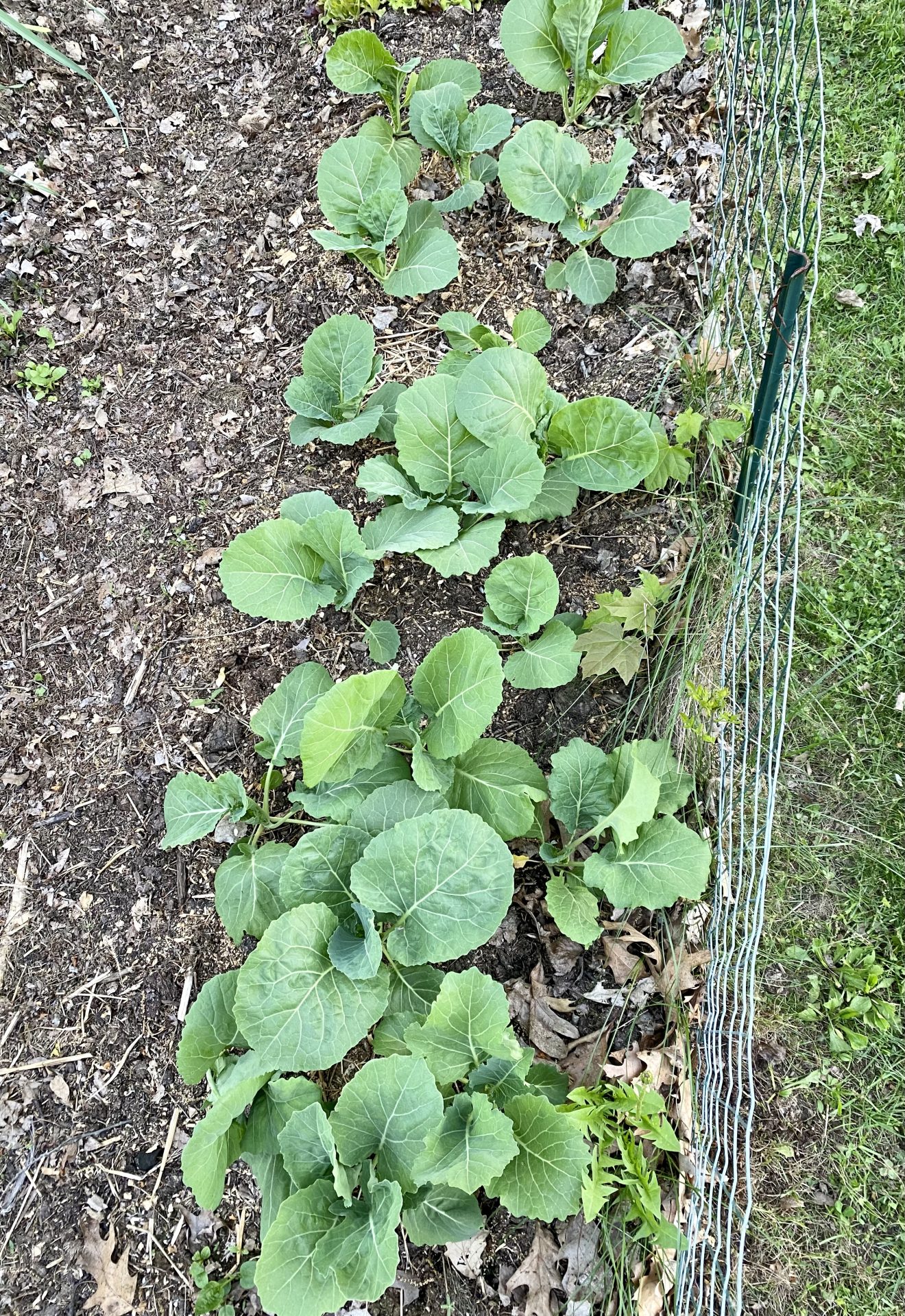 How to Grow Collard Greens Heirloom Grown