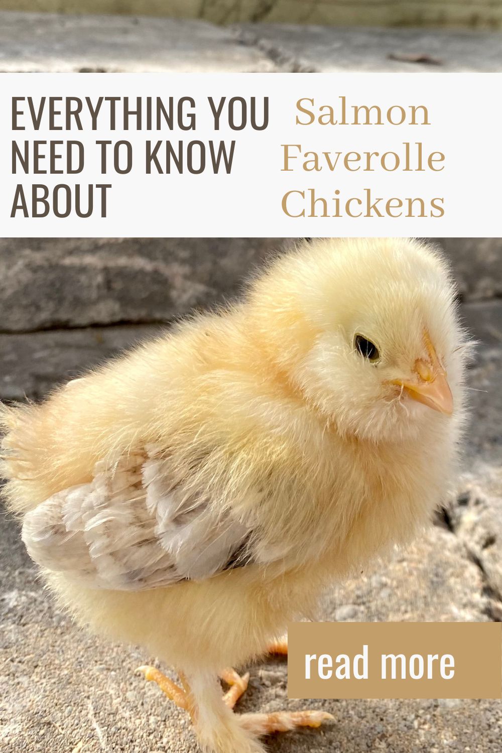 Salmon Faverolle chickens all you need to know Heirloom Grown