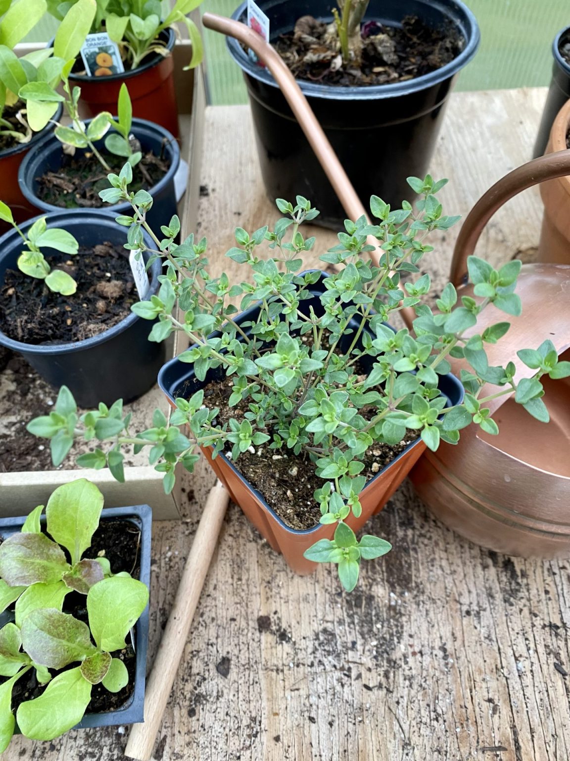 Perennial Herbs Zone 5 Only plant them once Heirloom Grown