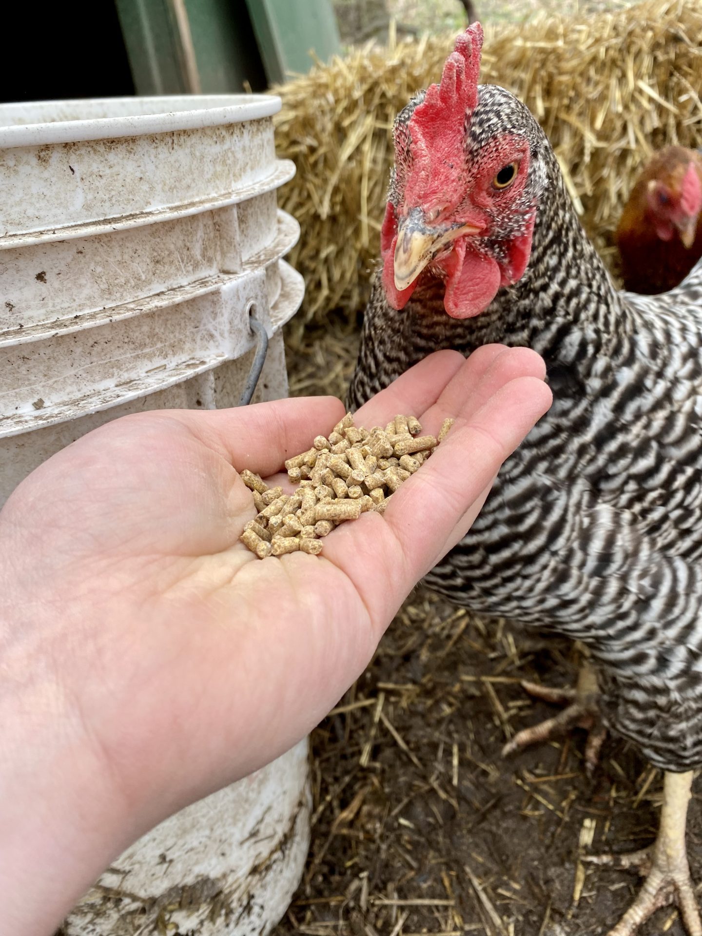 How to Store Chicken Feed Properly Heirloom Grown