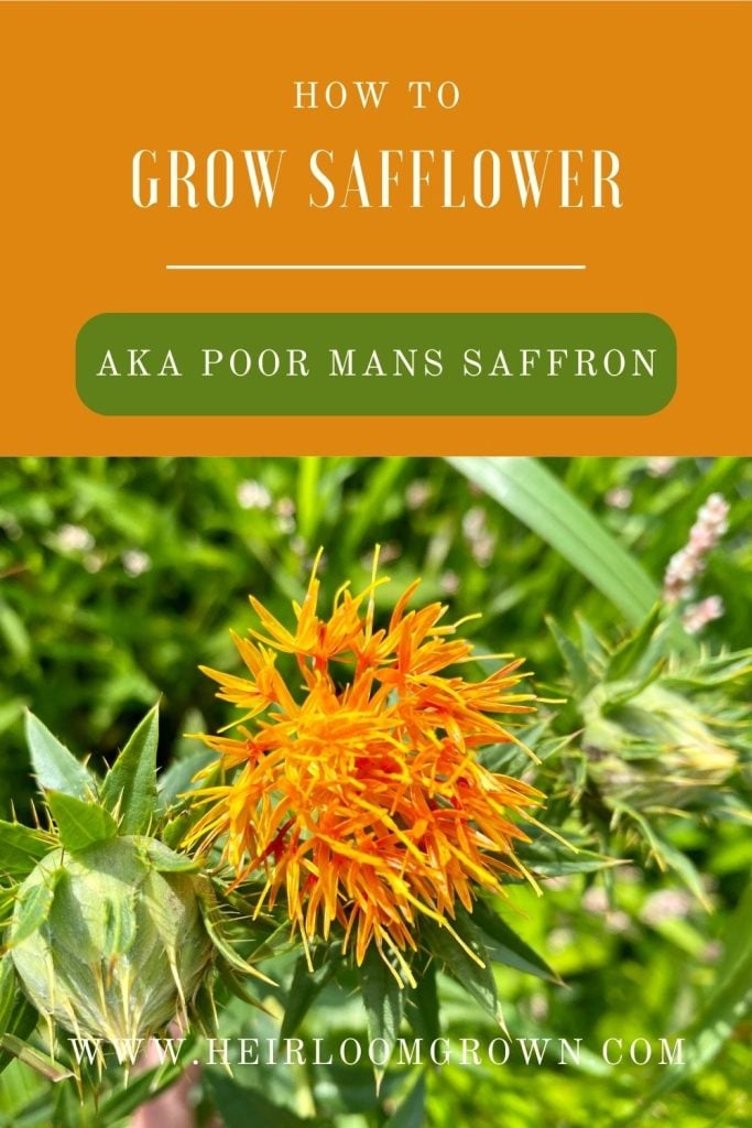 Safflower: benefits, uses & planting - Plantura