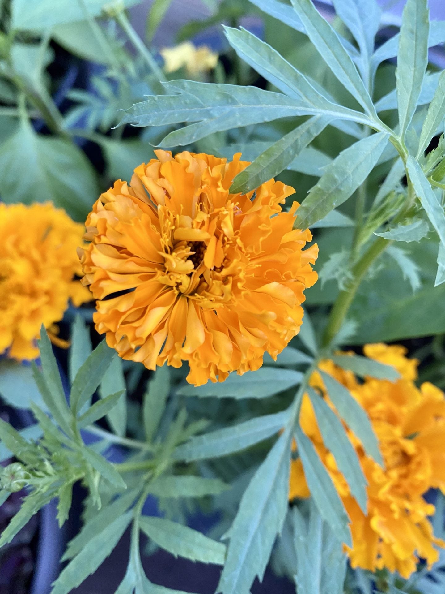 Orange marigold flower