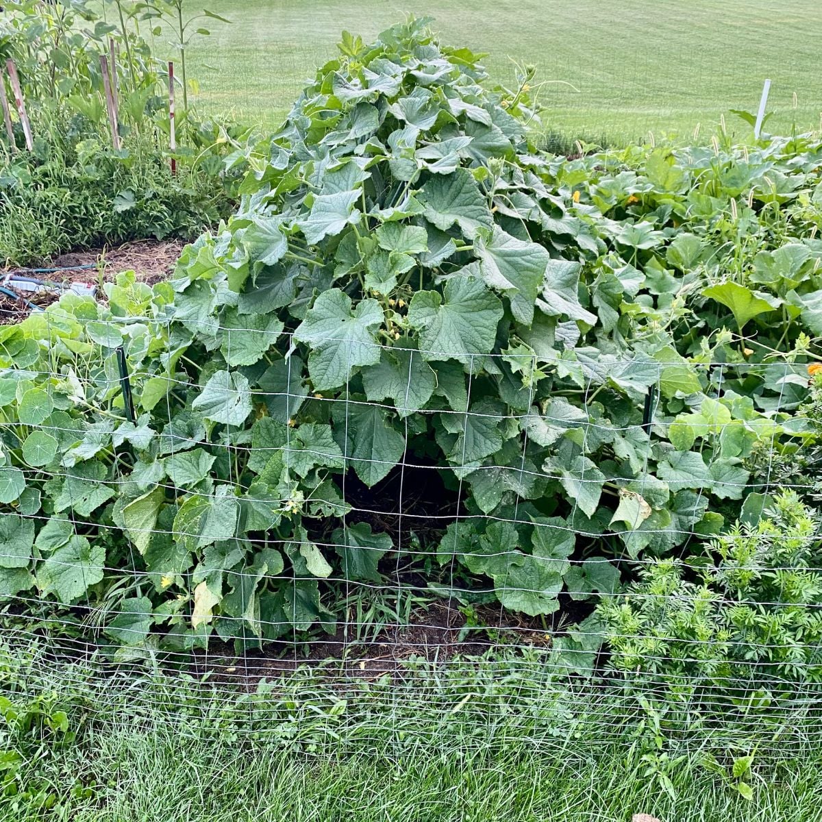 Best cucumber trellis