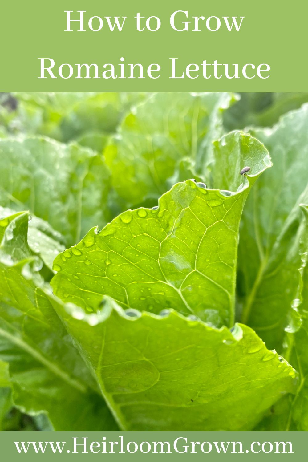 How to Grow Romaine Lettuce Heirloom Grown