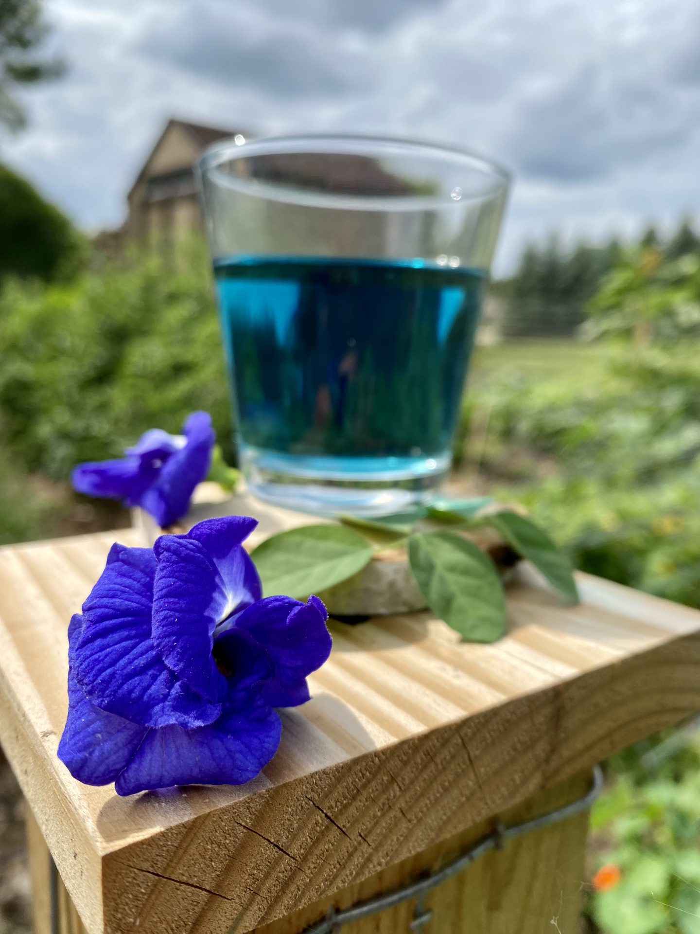 How to grow butterfly pea flowers Heirloom Grown