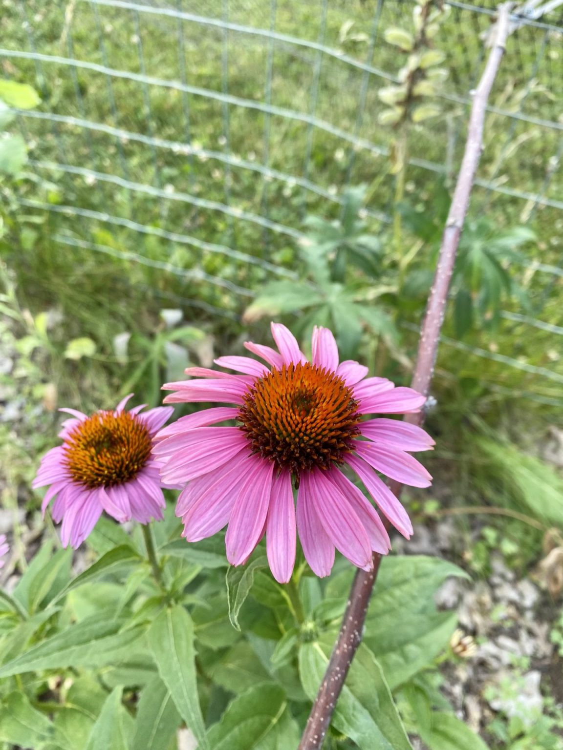 How To Grow Echinacea From Seed Heirloom Grown
