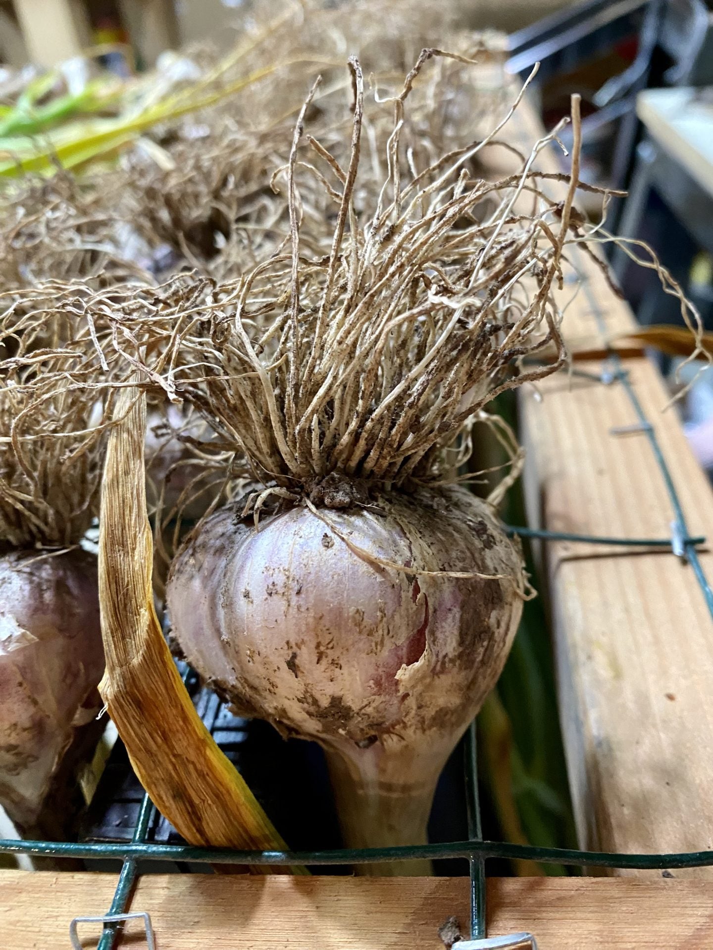 9 Great Fall Garden Plants - Heirloom Grown