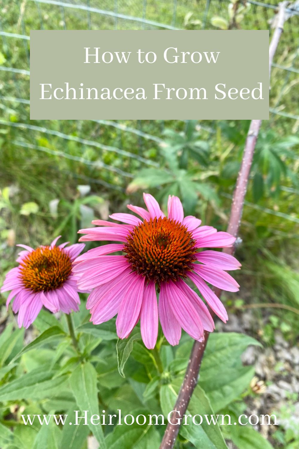 How To Grow Echinacea From Seed Heirloom Grown