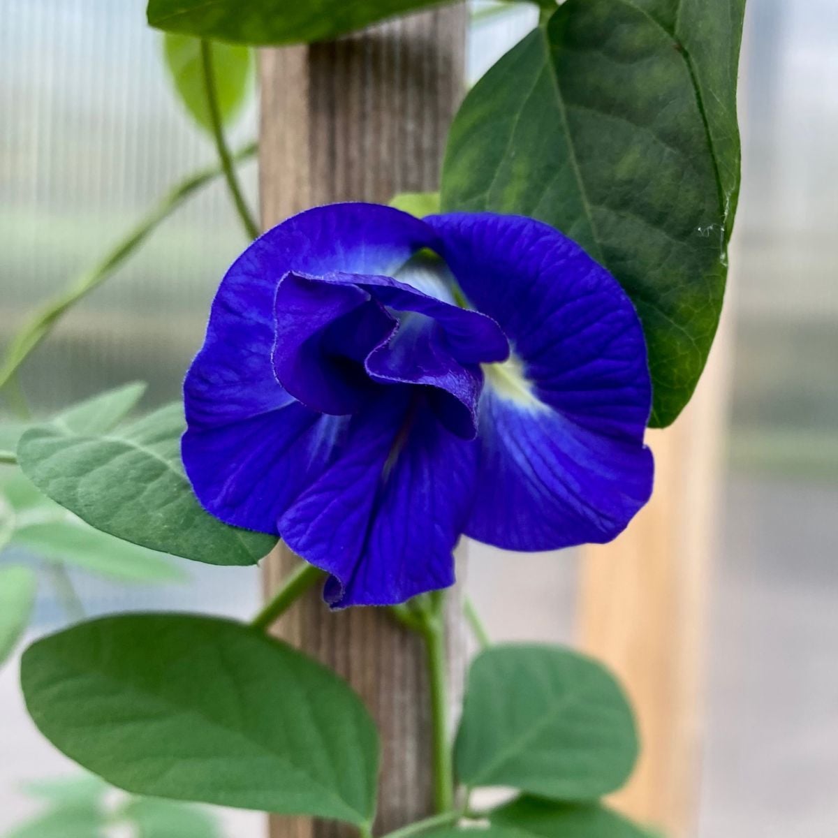 How to grow butterfly pea flowers - Heirloom Grown
