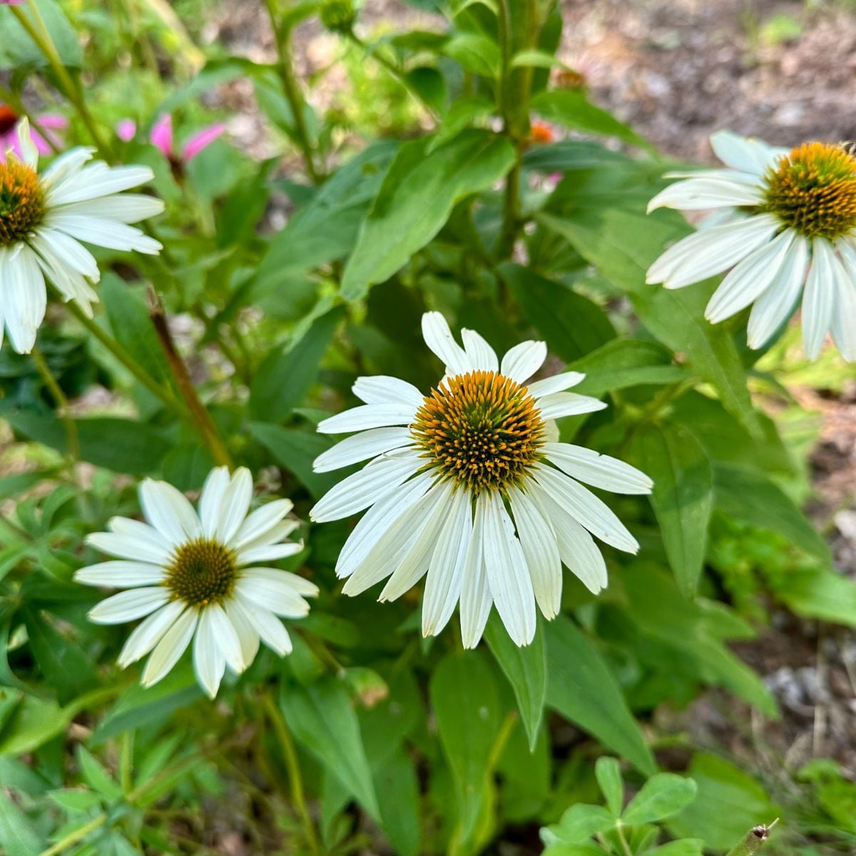 How To Grow Echinacea From Seed - Heirloom Grown