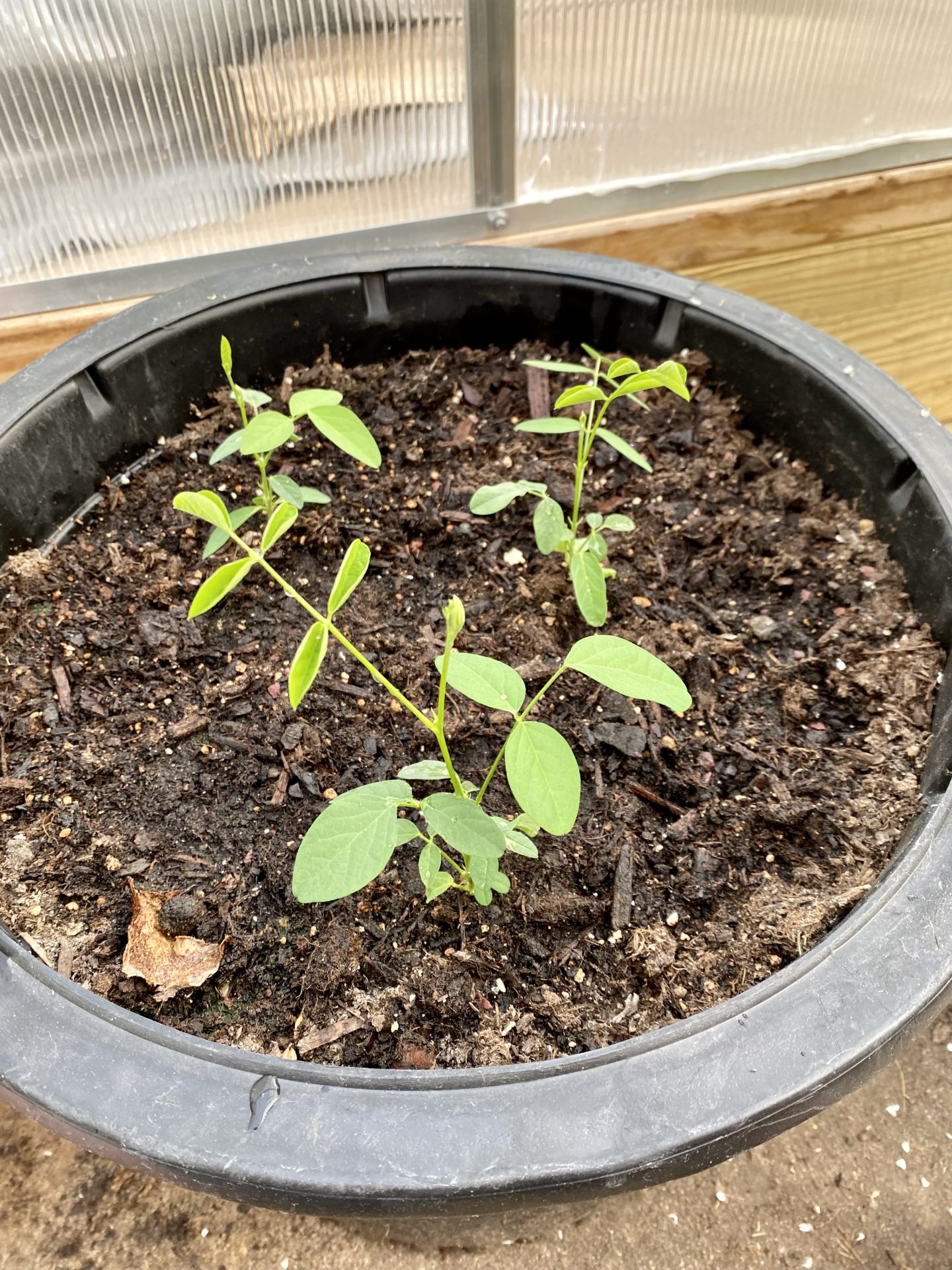 How to grow butterfly pea flowers Heirloom Grown