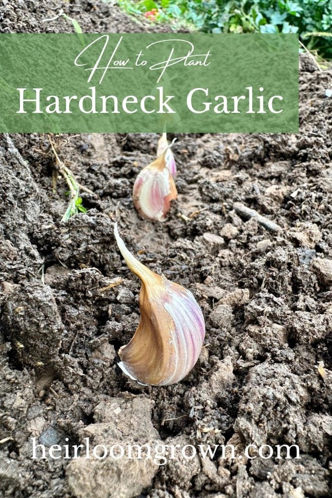 how to plant garlic pin