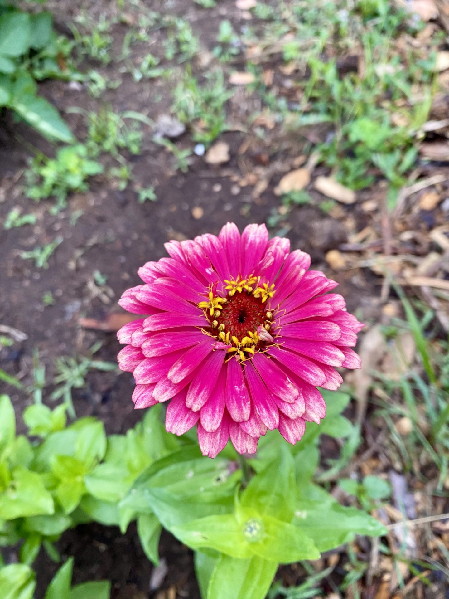 How to Save Zinnia Seeds Heirloom Grown