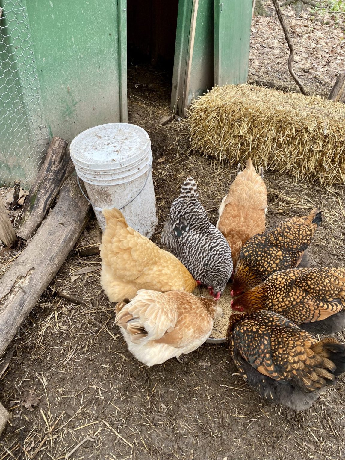 10 Chicken Boredom Busters - Heirloom Grown