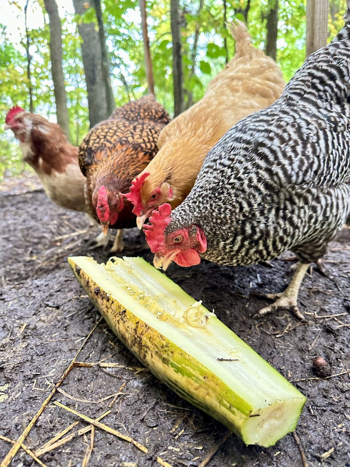 10 Chicken Boredom Busters Heirloom Grown