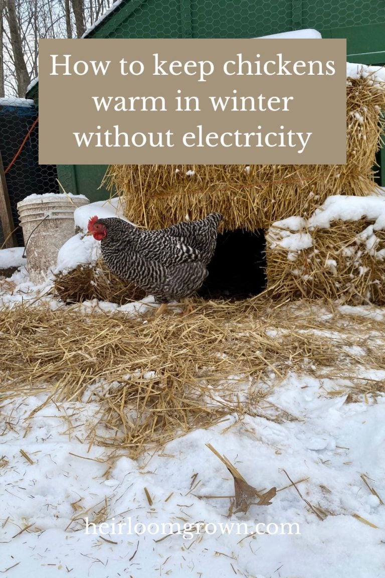 How to Keep Chickens Warm in Winter Without Electricity Heirloom Grown