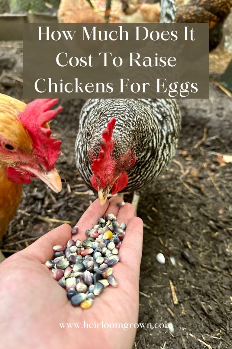 How Much Does It Cost To Raise Chickens For Eggs - Heirloom Grown