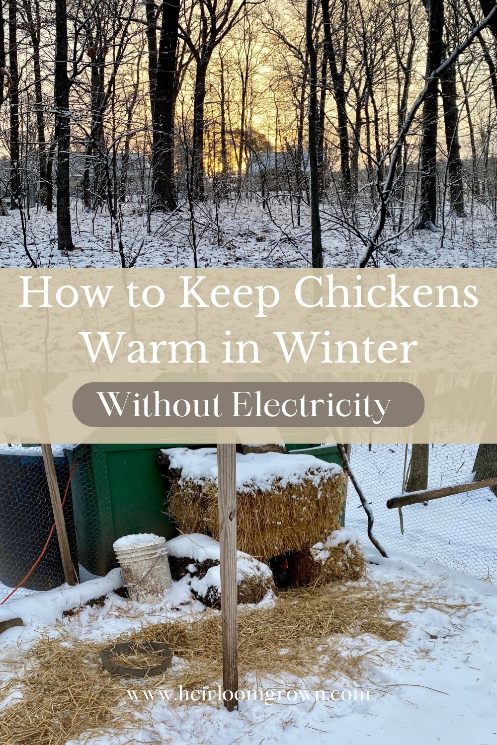 How to Keep Chickens Warm in Winter Without Electricity Heirloom Grown