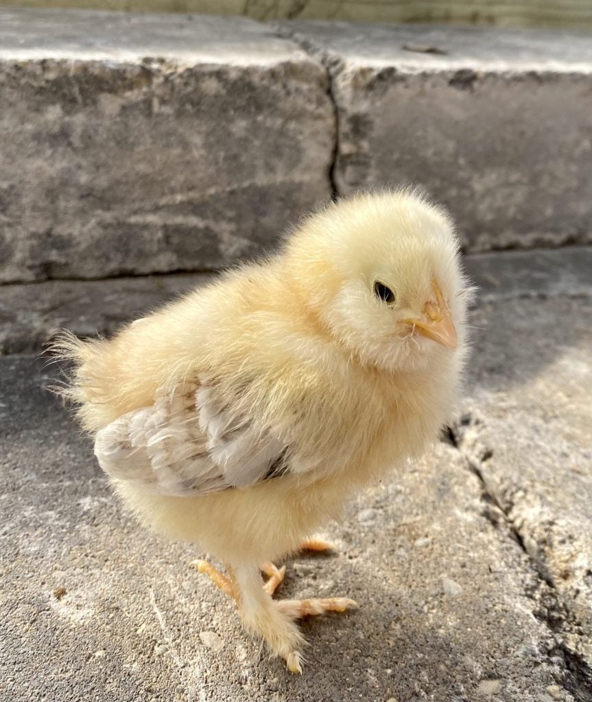 Chick standing on a stone step