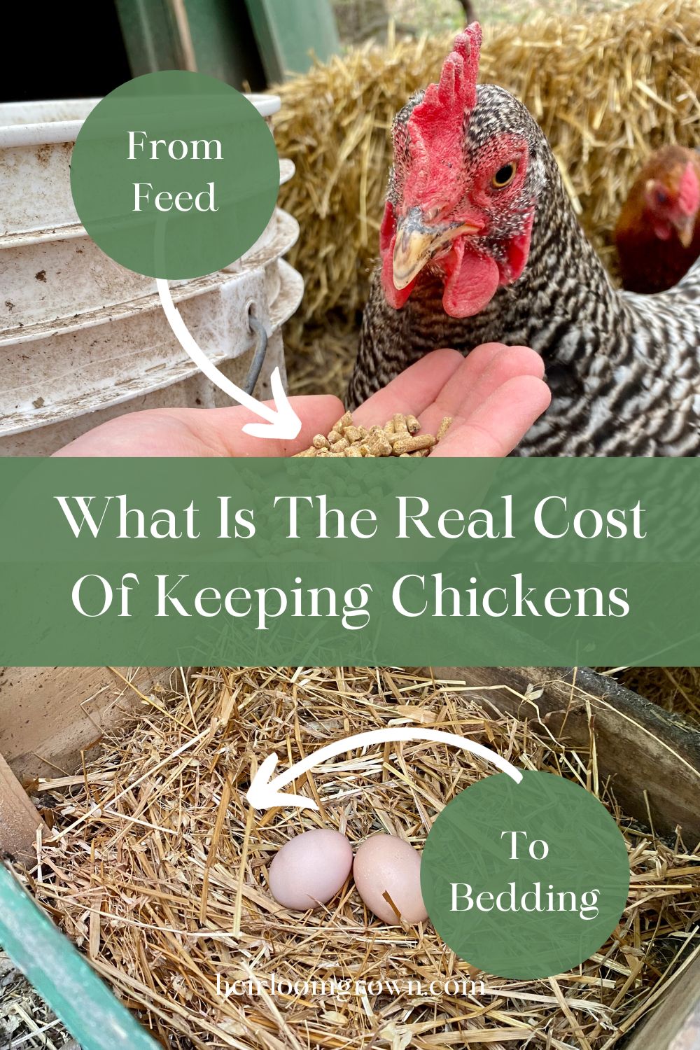How Much Does It Cost To Raise Chickens For Eggs Heirloom Grown