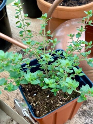 Plants For Zone 5: Just Plant Them Once