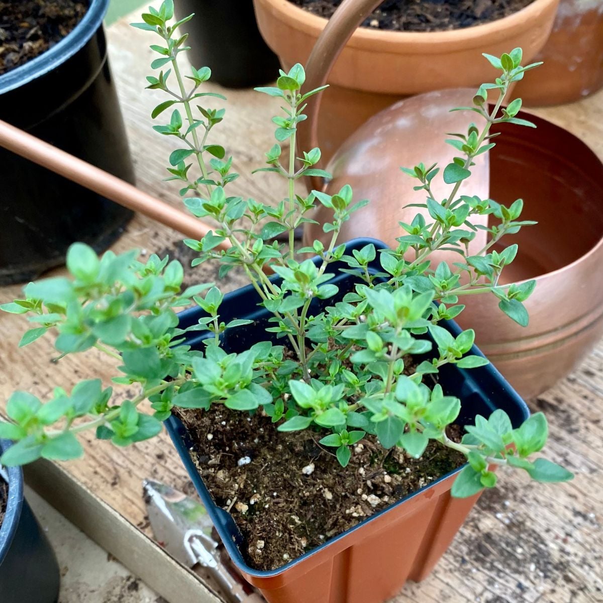 Plants For Zone 5: Just Plant Them Once - Heirloom Grown
