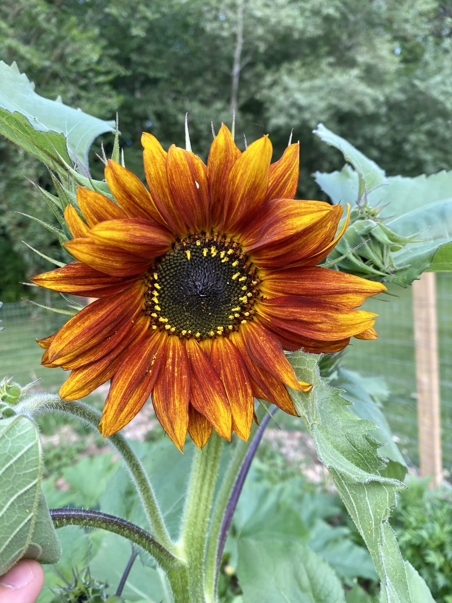 Rusty colored sunflower