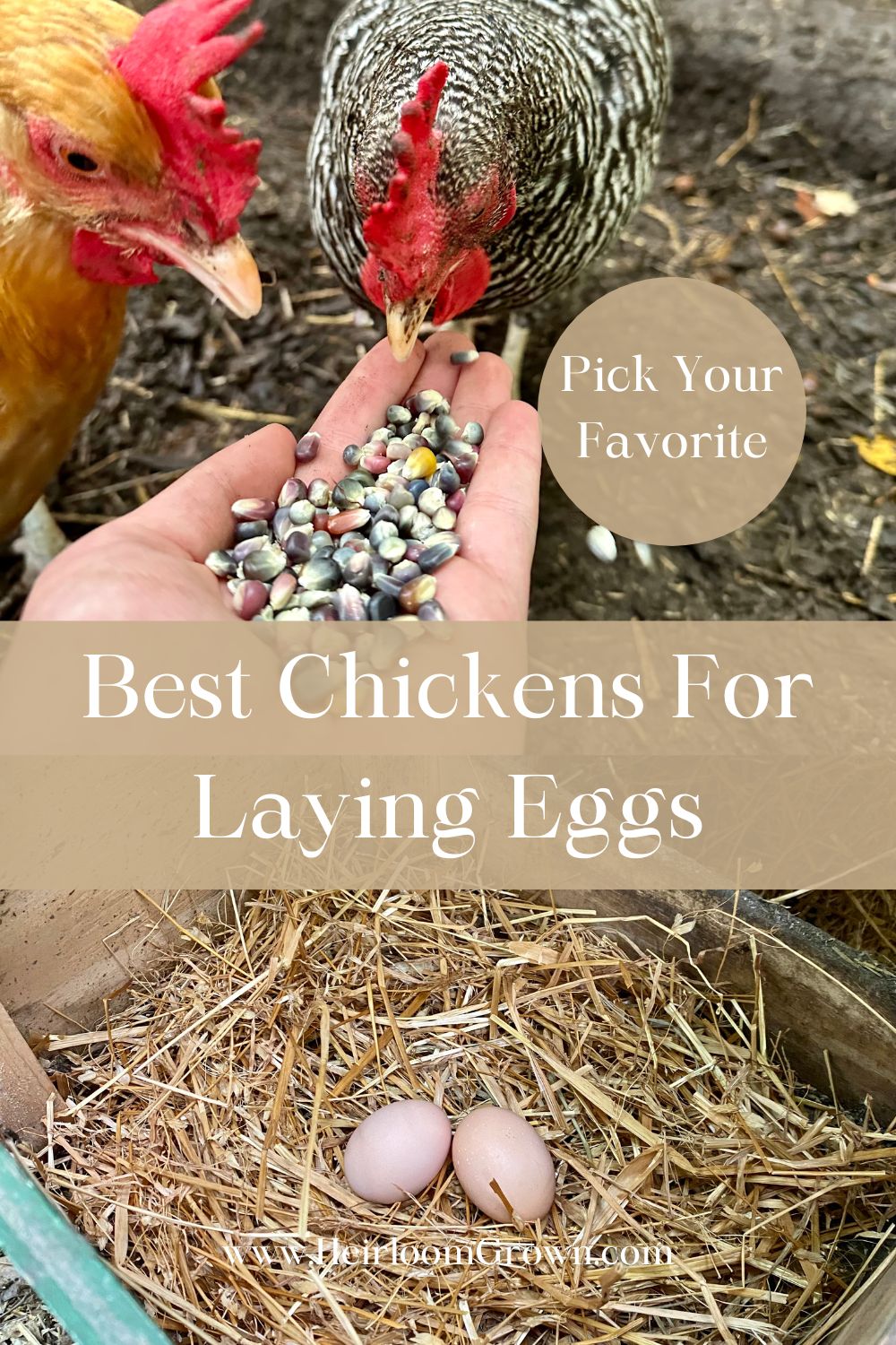 View of Guide To The Best Chicken Breeds For Laying Eggs - Heirloom Grown