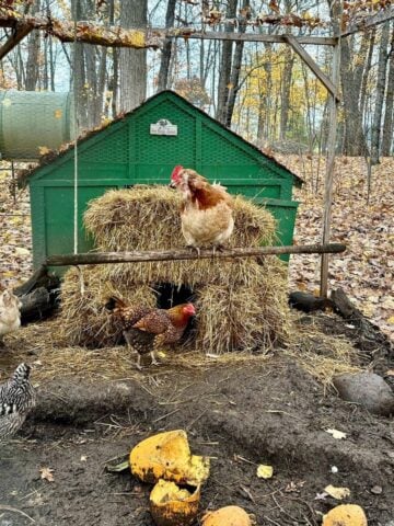 How Much Space Do Chickens Need In Their Coop