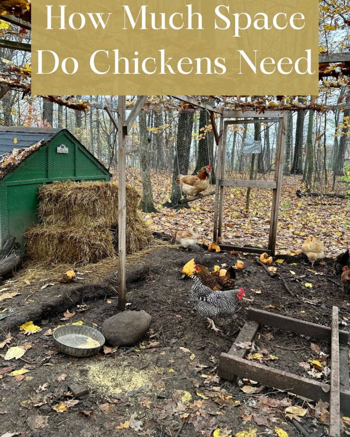 How Much Feed Do Chickens Eat Per Day How Much Feed Do Chickens Eat Per Day