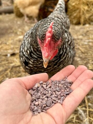 What is grit for chickens and why do they need it