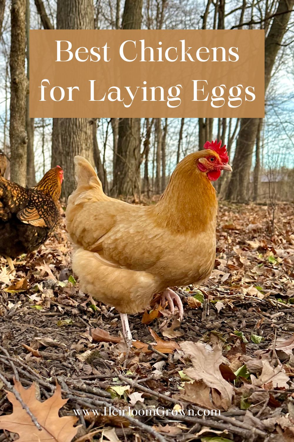Guide To The Best Chicken Breeds For Laying Eggs Heirloom Grown