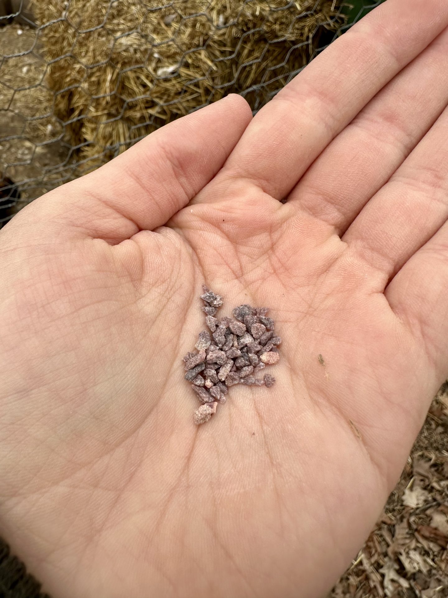 What is grit for chickens and why do they need it Heirloom Grown