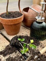 Best DIY Potting Soil Mix For Seedlings - Heirloom Grown