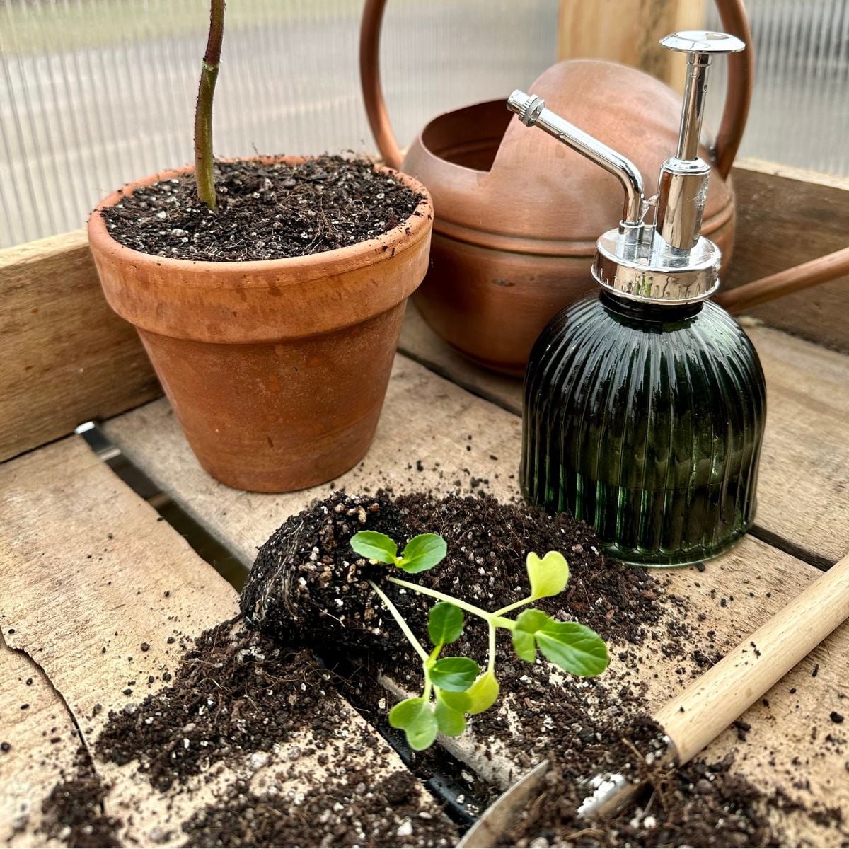 Best DIY Potting Soil Mix For Seedlings - Heirloom Grown