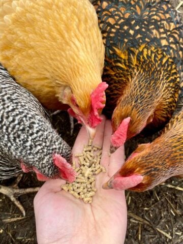 How Much Feed Do Chickens Eat Per Day