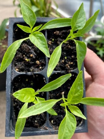 When To Start Seeds Indoors: Zone 5