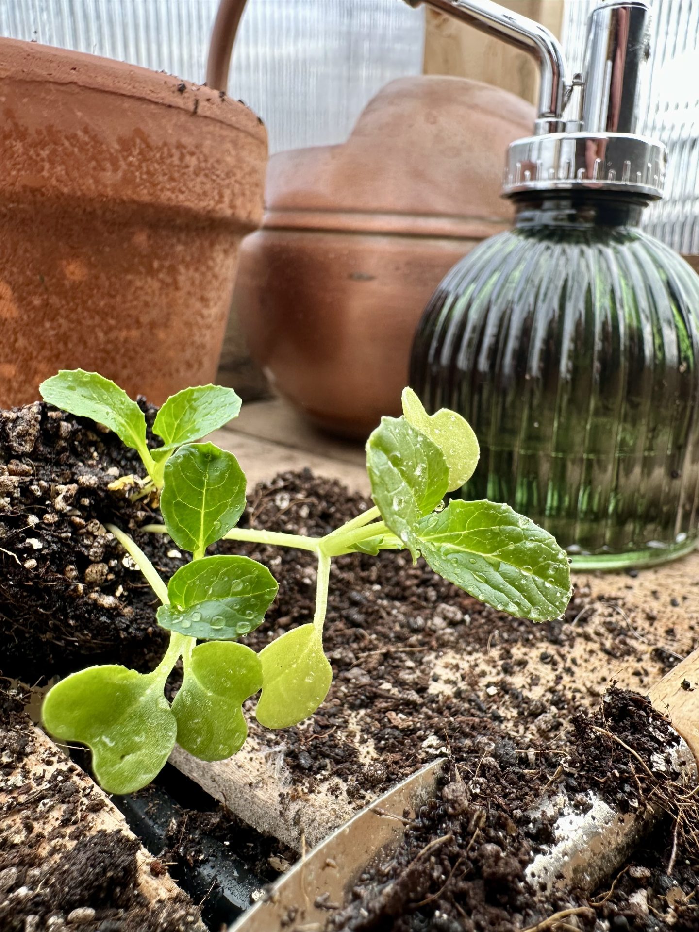 Best DIY Potting Soil Mix For Seedlings - Heirloom Grown