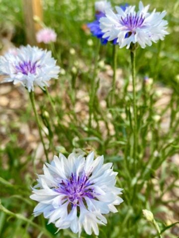 How To Grow Edible Flowers