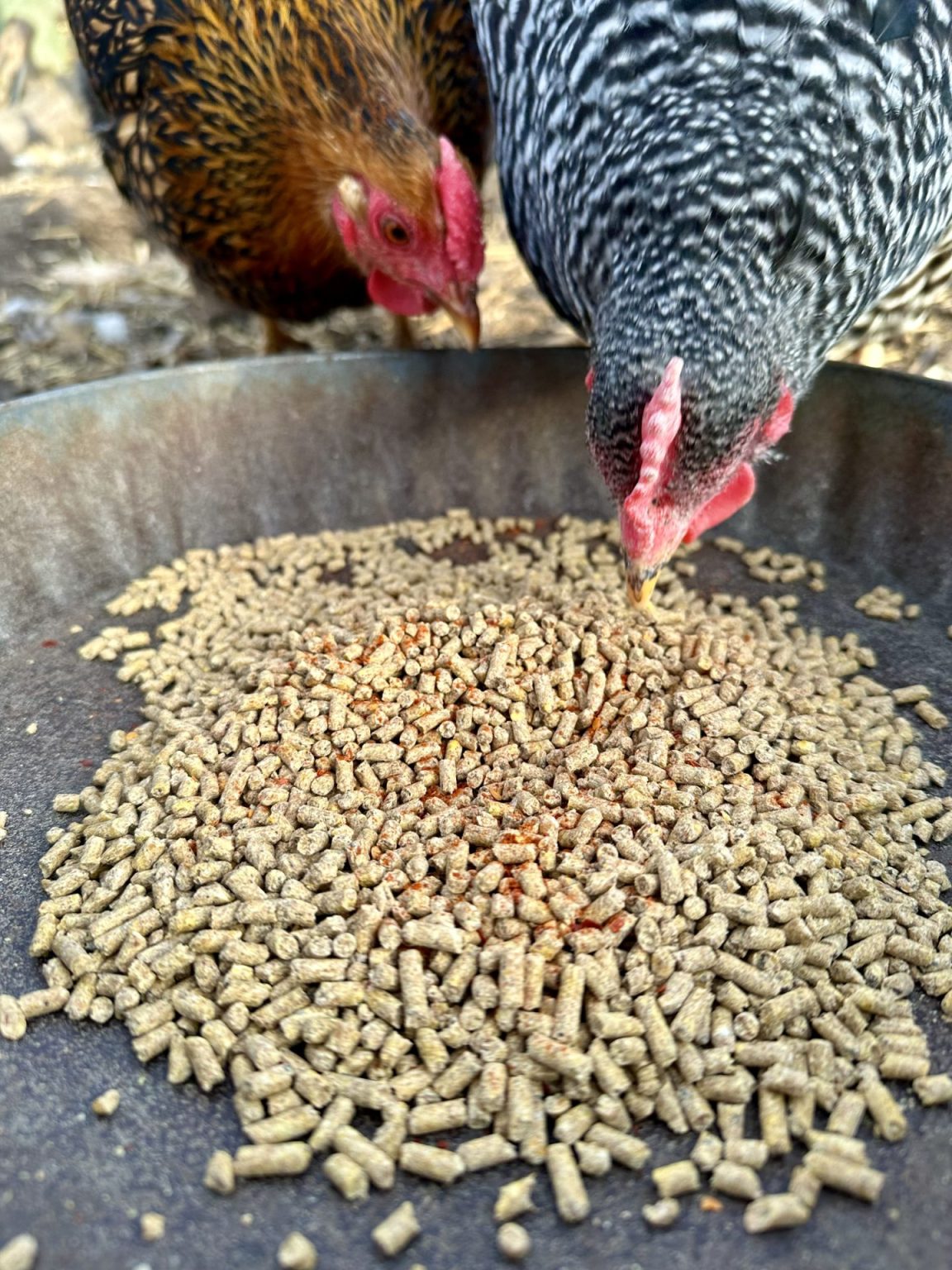 Does Cayenne Pepper Help Chickens Lay Eggs Heirloom Grown