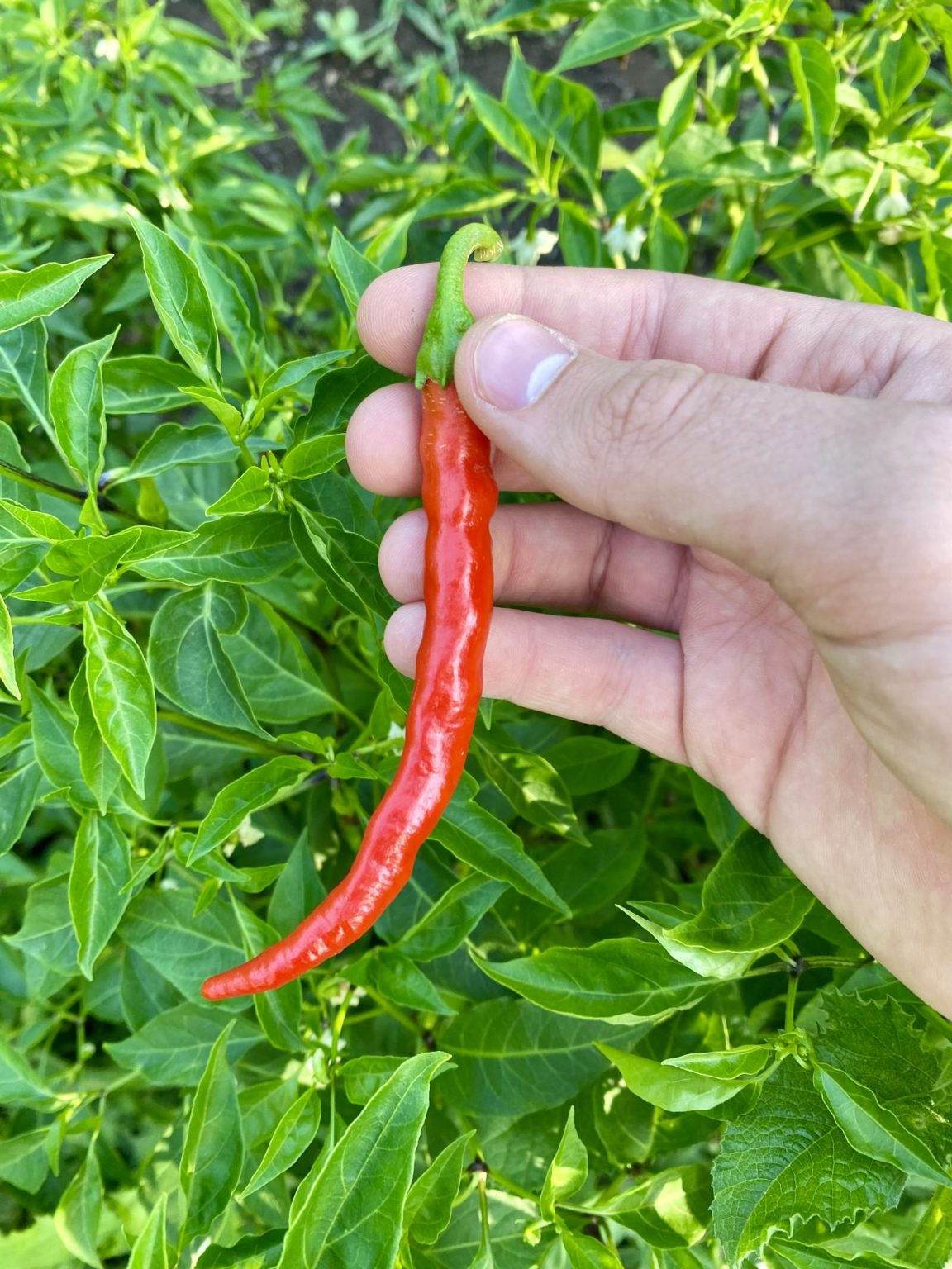 Does Cayenne Pepper Help Chickens Lay Eggs Heirloom Grown