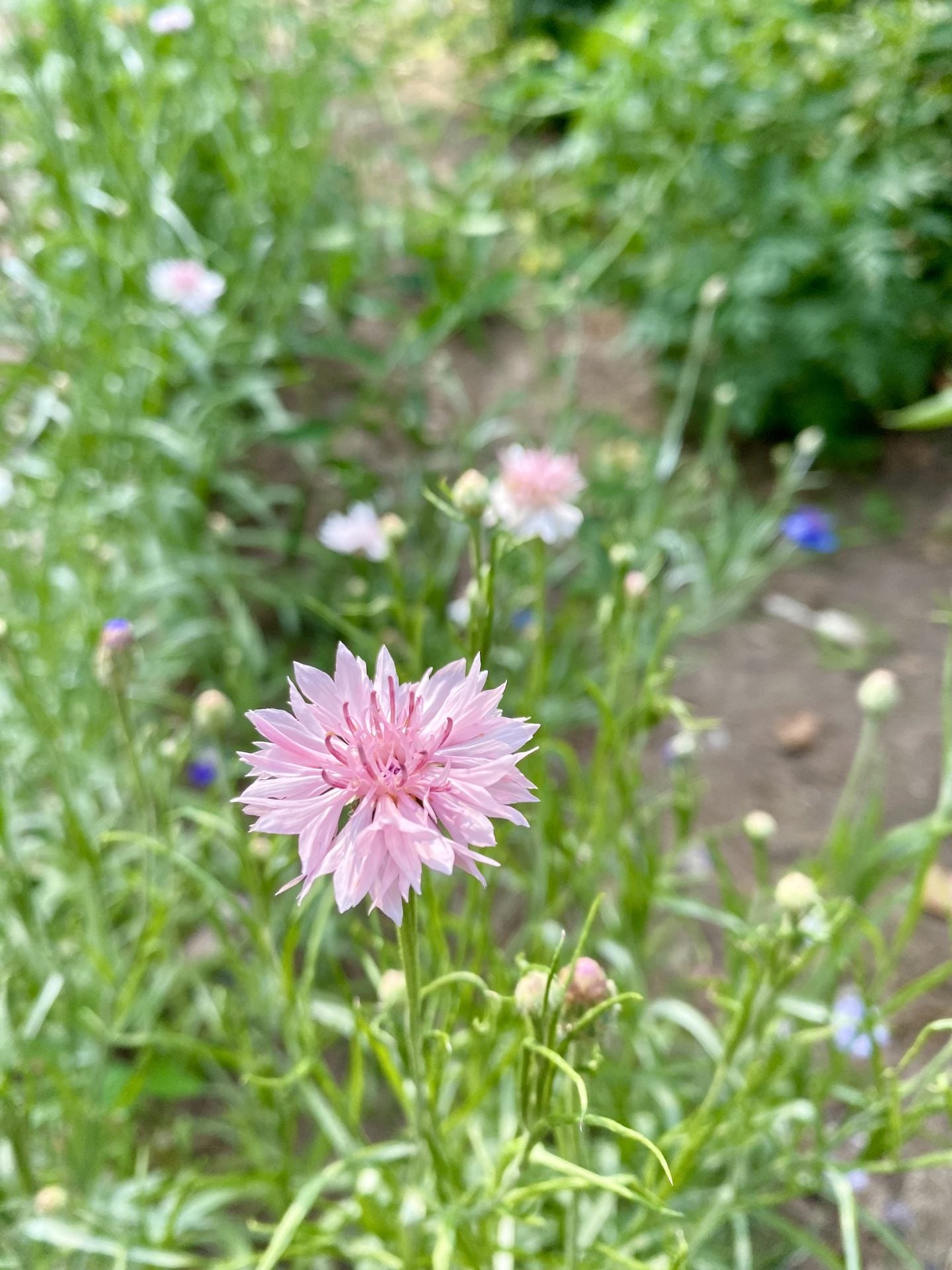 pink bachelor button flower