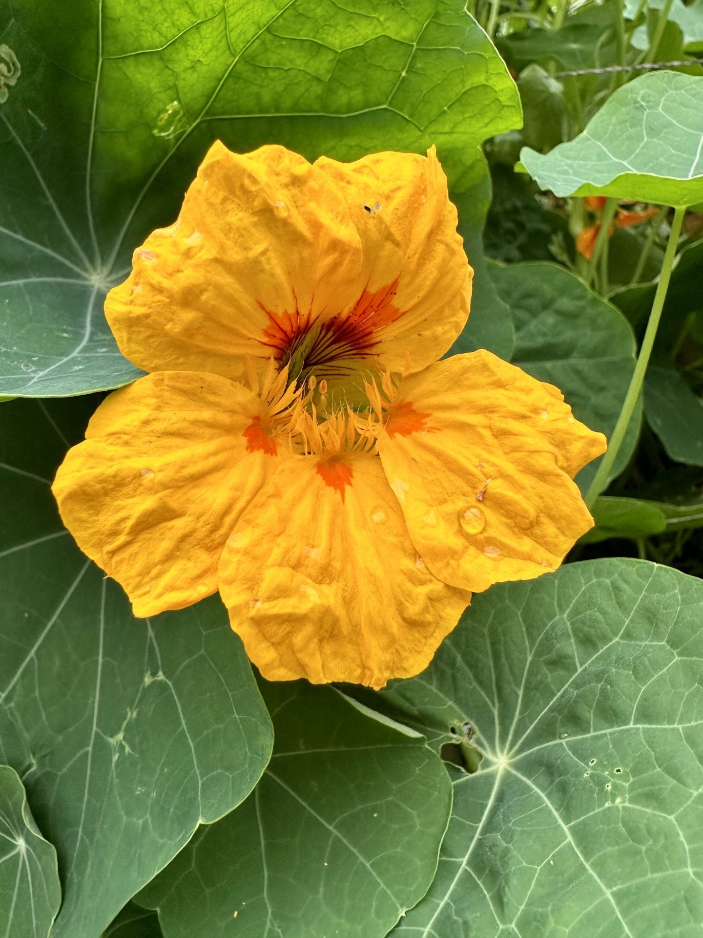 Yellow nasturtium flower