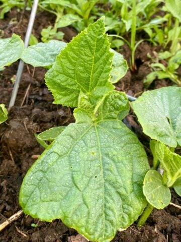 Best Companion Plants For Cucumbers